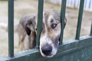 РќР° Р°СѓРєС†РёРѕРЅРµ Р“Рџ вЂњРЎР•РўРђРњвЂќ, РїРѕРґС‡РёРЅРµРЅРЅРѕР№ РњРёРЅСЋСЃС‚Сѓ, РїРѕСЏРІРёР»РёСЃСЊ РґРІР° Р¶РёРІС‹С… Р»РѕС‚Р°. РћРІС‡Р°СЂРєР° Р”Р¶РµРє Рё РїРёС‚Р±СѓР»СЊ РўРѕСЂР°